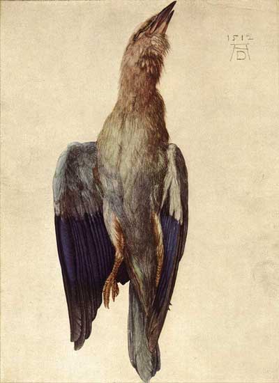 Albrecht Dürer: Dead Bluebird