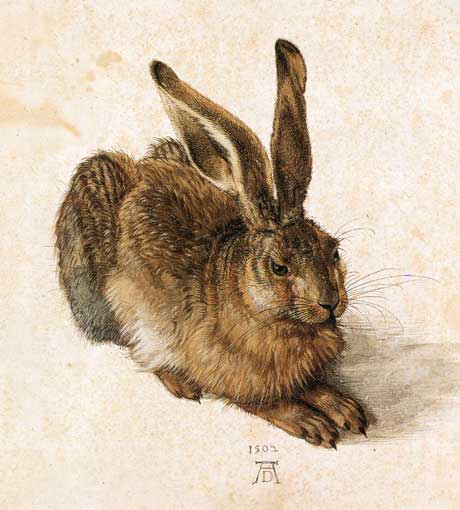 Albrecht Dürer: Young Hare