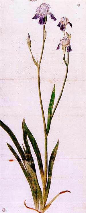 Albrecht Dürer: Iris