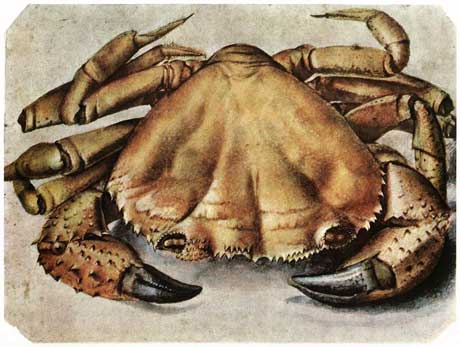 Albrecht Dürer: Lobster