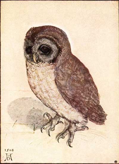 Albrecht Dürer: The Little Owl