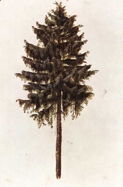 Albrecht Dürer: Pine