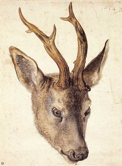 Albrecht Dürer: Head of a Stag