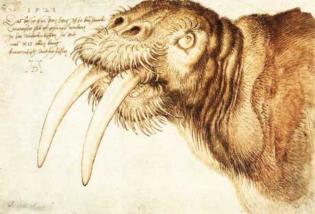Albrecht Dürer: Walrus