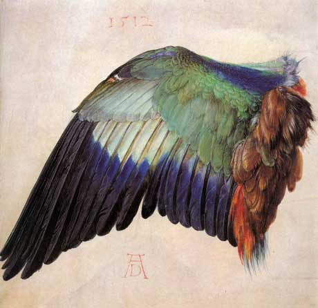 Albrecht Dürer: Wing of a Roller, watercolor